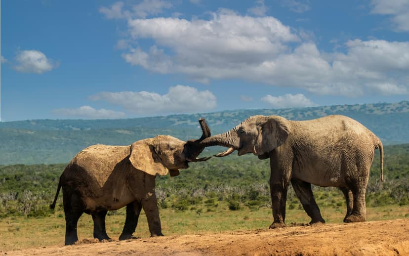 Amboseli