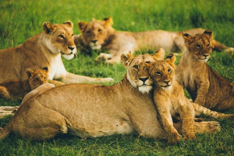Maasai Mara Safari