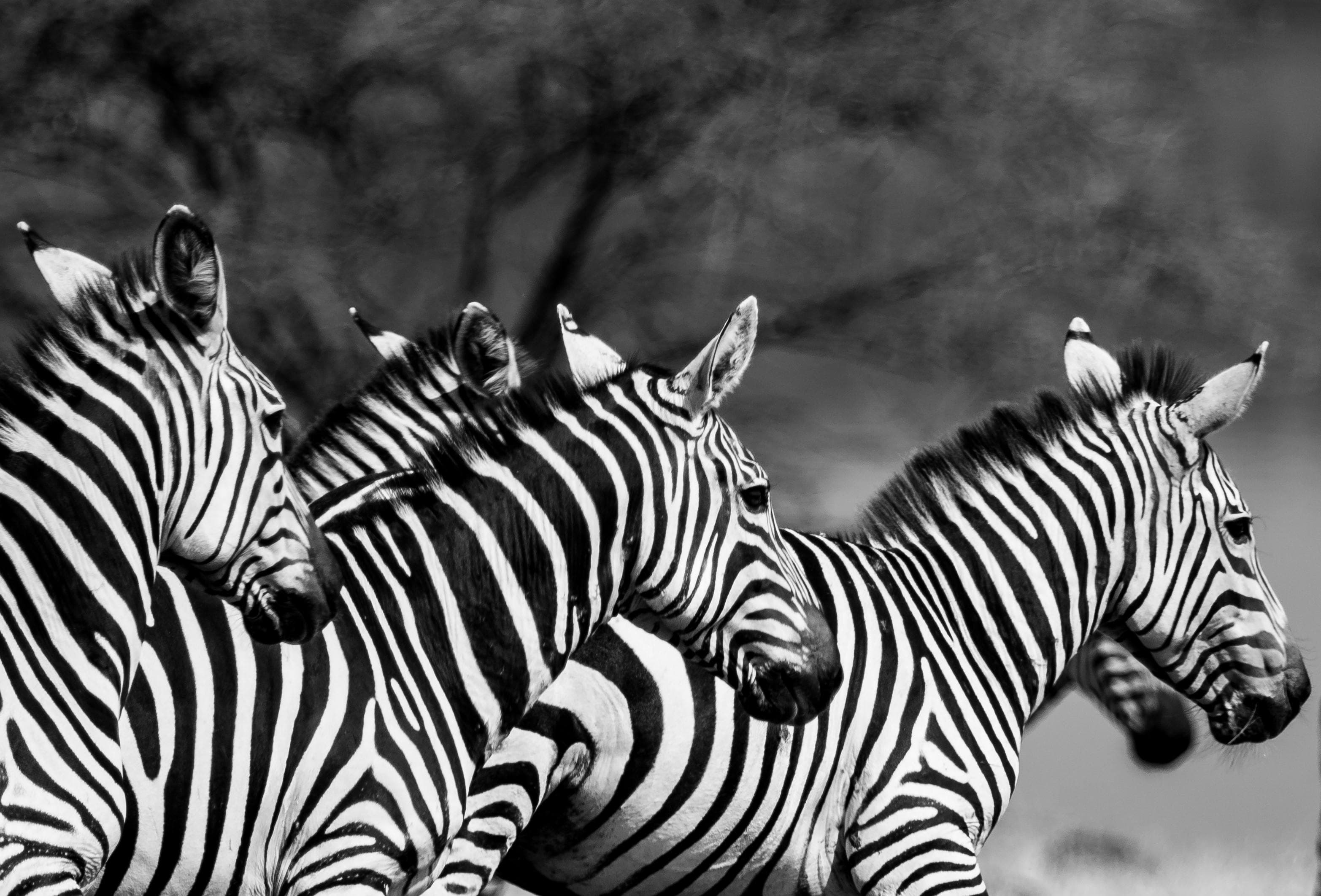 Kenya Safari Experience