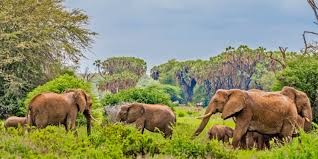 Samburu National Reserve