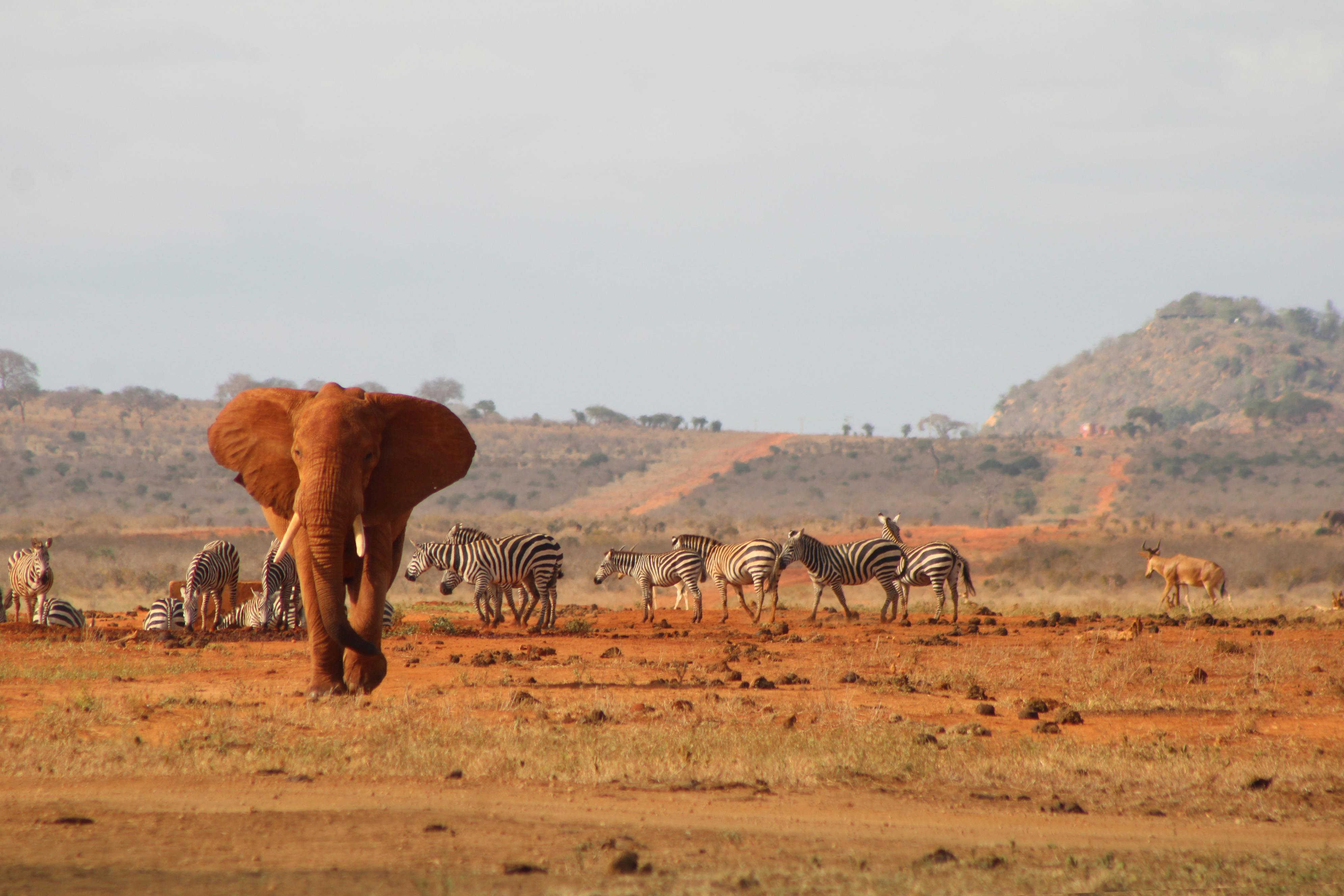 Tsavo National Park